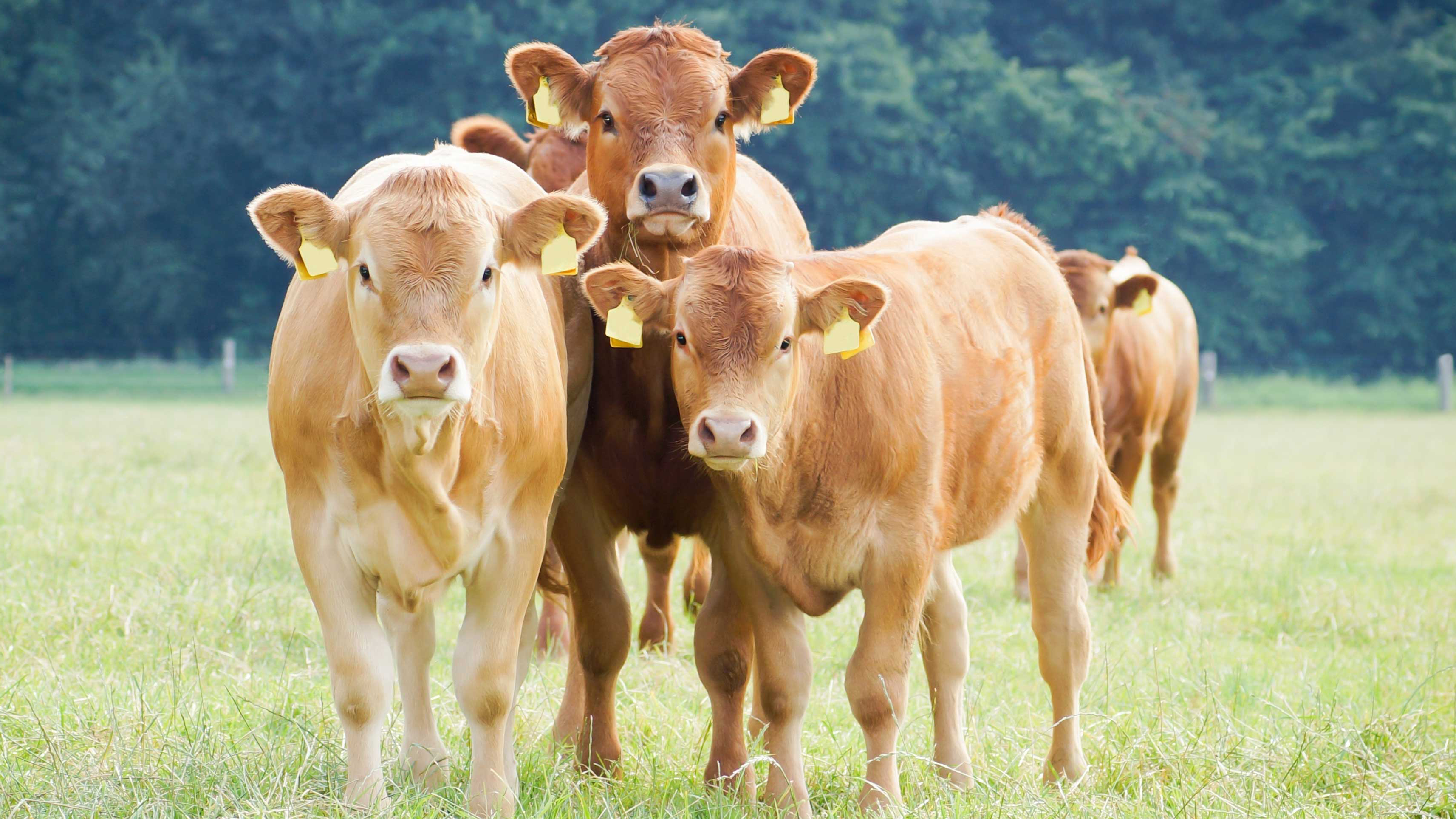 Three brown cows, with yellow tags on their ears, standing in a lush green pasture and looking in your direction.